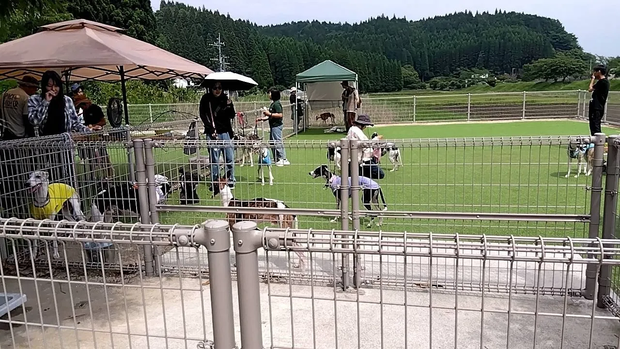 ウイペット御一行が遊びに来てくれました