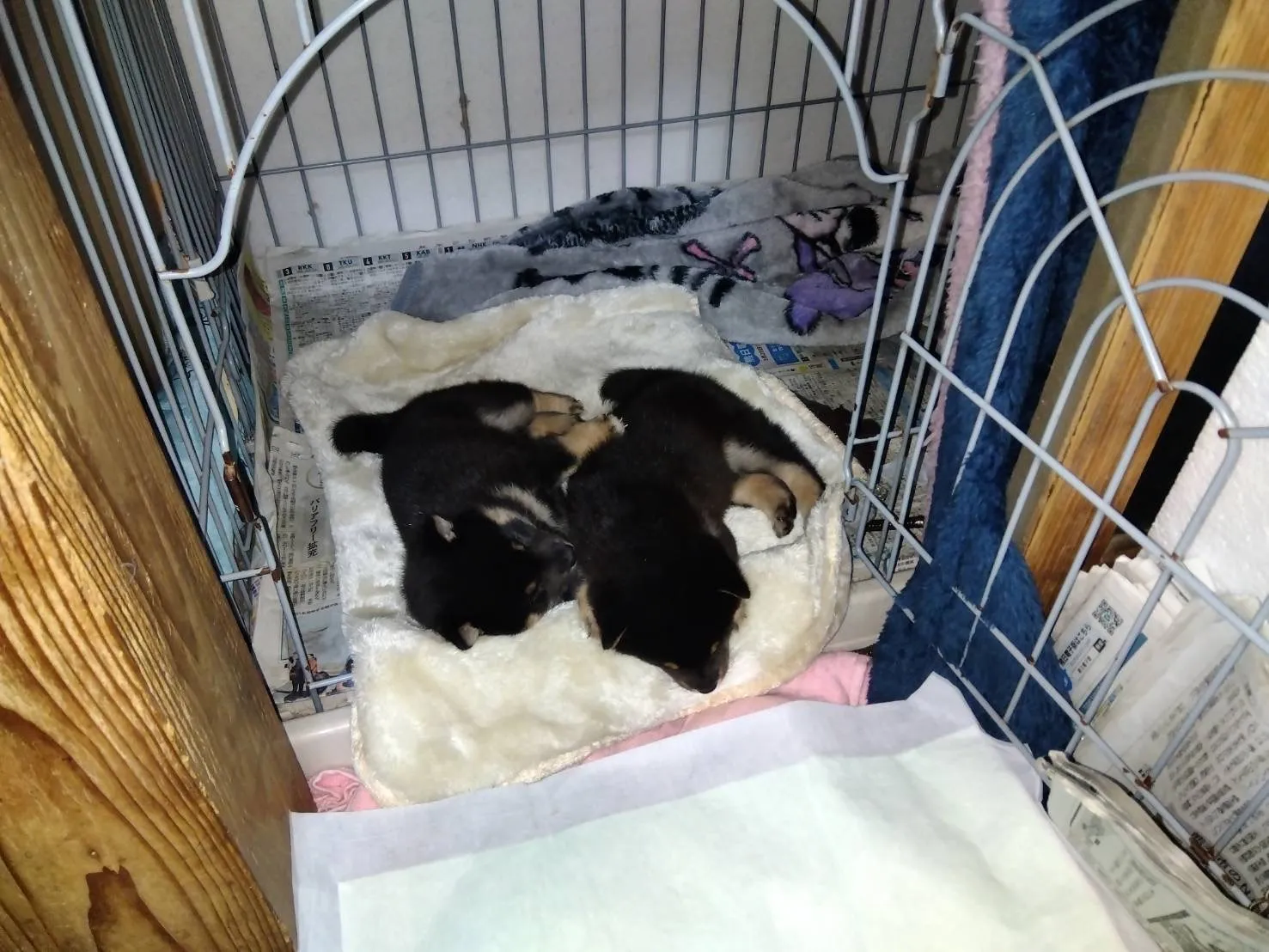 看板犬さくらが赤ちゃんを産みました